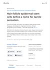 Hair Follicle Epidermal Stem Cells Define a Niche for Tactile Sensation