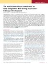 The Notch Intracellular Domain Has an RBPj-Independent Role During Mouse Hair Follicular Development