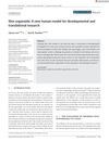 Skin Organoids: A New Human Model for Developmental and Translational Research
