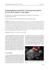 Dermatophytosis Caused by a Chrysosporium Species in Two Cats in Turkey: A Case Report