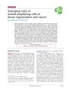 Emerging Roles of Transit-Amplifying Cells in Tissue Regeneration and Cancer