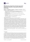 Identification of the Ovine Keratin-Associated Protein 22-1 (KAP22-1) Gene and Its Effect on Wool Traits