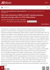 Cross-Interactions of BMP and WNT Signaling Pathways Attenuate Androgen Effect on Hair Follicle Stem Cell Differentiation