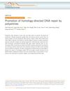 Promotion of Homology-Directed DNA Repair by Polyamines
