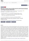 Meloside A Protects Dermal Papilla Cells from DHT-Induced Damage via Androgen Receptor Modulation