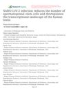 SARS-CoV-2 Infection Reduces the Number of Spermatogonial Stem Cells and Dysregulates the Transcriptional Landscape of the Human Testis