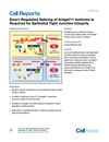 Esrp1-Regulated Splicing of Arhgef11 Isoforms Is Required for Epithelial Tight Junction Integrity