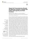 Single-Cell Transcriptomics Reveals the Molecular Anatomy of Sheep Hair Follicle Heterogeneity and Wool Curvature