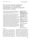 Two Mouse Mutations Mapped to Chromosome 11 with Differing Morphologies but Similar Progressive Inflammatory Alopecia