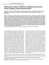 Mechanism of TAp73 Inhibition by ΔNp63 and Structural Basis of p63/p73 Hetero-Tetramerization
