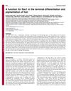 A Function for Rac1 in the Terminal Differentiation and Pigmentation of Hair