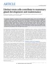 Distinct Stem Cells Contribute to Mammary Gland Development and Maintenance