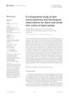 A Comparative Study of Skin Transcriptomes and Histological Observations for Black and White Hair Colors of Giant Panda