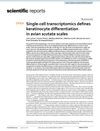 Single-Cell Transcriptomics Defines Keratinocyte Differentiation in Avian Scutate Scales