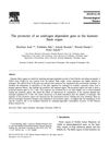 The Promoter of an Androgen Dependent Gene in the Hamster Flank Organ
