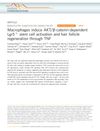 Macrophages Induce AKT/β-Catenin-Dependent Lgr5+ Stem Cell Activation and Hair Follicle Regeneration Through TNF