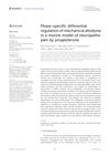 Phase-Specific Differential Regulation of Mechanical Allodynia in a Murine Model of Neuropathic Pain by Progesterone