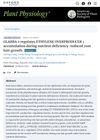 Glabra 2 Regulates Ethylene Overproducer 1 Accumulation During Nutrient Deficiency-Induced Root Hair Growth