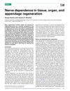 Nerve Dependence in Tissue, Organ, and Appendage Regeneration