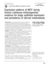 Expression Patterns of MITF During Human Cutaneous Embryogenesis: Evidence for Bulge Epithelial Expression and Persistence of Dermal Melanoblasts