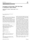 Investigation on Microecology of Hair Root Fungi in Androgenetic Alopecia Patients