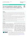 The Local Hypothalamic–Pituitary–Adrenal Axis in Cultured Human Dermal Papilla Cells