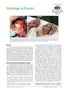 Pathology in Practice: Pemphigus Vulgaris in a 7-Year-Old Mixed-Breed Dog