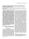 Apoptosis in Human Skin Development: Morphogenesis, Periderm, and Stem Cells