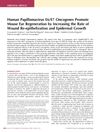 Human Papillomavirus E6/E7 Oncogenes Promote Mouse Ear Regeneration by Increasing the Rate of Wound Re-Epithelization and Epidermal Growth