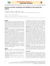 Protease Activity, Localization, and Inhibition in the Human Hair Follicle