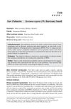 Saw Palmetto
