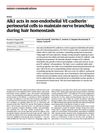 Alk1 Acts in Non-Endothelial VE-Cadherin+ Perineurial Cells to Maintain Nerve Branching During Hair Homeostasis