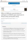 Effects of Different Concentrations of Androgens on KAP24.1 Gene Expression in Hetian Sheep and Karakul Sheep