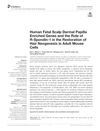 Human Fetal Scalp Dermal Papilla Enriched Genes and the Role of R-Spondin-1 in the Restoration of Hair Neogenesis in Adult Mouse Cells