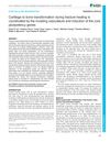Cartilage to Bone Transformation During Fracture Healing Is Coordinated by the Invading Vasculature and Induction of the Core Pluripotency Genes