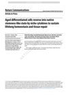 Aged Differentiated Cells Reverse Into Native Stemness-Like State By Niche Cytokines To Sustain Lifelong Homeostasis And Tissue Repair