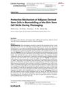 Protective Mechanism of Adipose-Derived Stem Cells in Remodeling of the Skin Stem Cell Niche During Photoaging