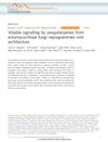 Volatile Signaling by Sesquiterpenes from Ectomycorrhizal Fungi Reprograms Root Architecture