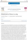Dilated Pore of Winer in a Dog