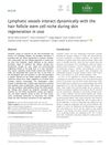 Lymphatic Vessels Interact Dynamically with the Hair Follicle Stem Cell Niche During Skin Regeneration In Vivo