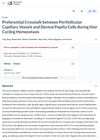 Preferential Crosstalk Between Perifollicular Capillary Vessels and Dermal Papilla Cells During Hair Cycling Homeostasis