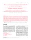 TGF-β2 Is Specifically Expressed in Human Dermal Papilla Cells and Modulates Hair Folliculogenesis