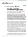 The Influence of CD26+ and CD26− Fibroblasts on the Regeneration of Human Dermo-Epidermal Skin Substitutes