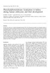 Phenolsulphotransferase: Localization in Kidney During Human Embryonic and Fetal Development