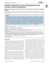 BAF200 Is Required for Heart Morphogenesis and Coronary Artery Development