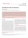 Hair Follicle Stem Cells and Mitochondria