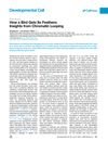 How a Bird Gets Its Feathers: Insights from Chromatin Looping