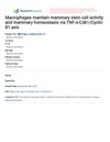 Macrophages Maintain Mammary Stem Cell Activity and Mammary Homeostasis via TNF-α-Cdk1/Cyclin B1 Axis