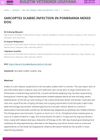 Sarcoptes Scabiei Infection in Pomeranian Mixed Dog
