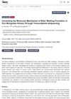 Unraveling the Molecular Mechanism of Bider Marking Formation in Dun Mongolian Horses Through Transcriptome Sequencing